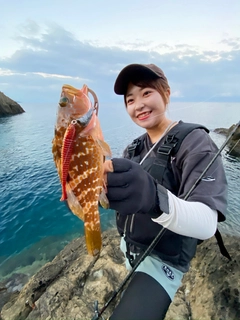 キジハタの釣果