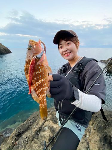 キジハタの釣果