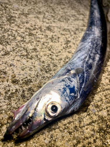 タチウオの釣果
