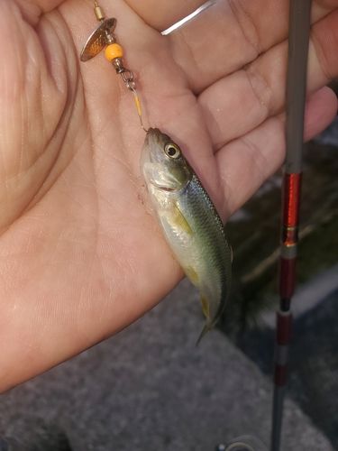 カワムツの釣果