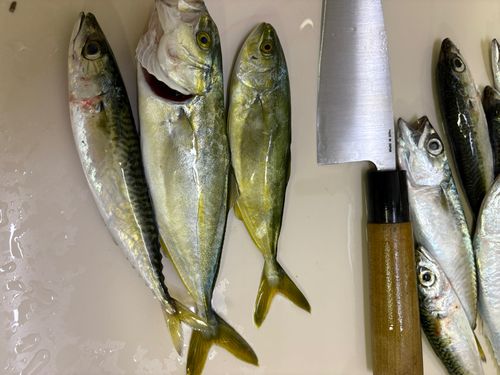 フクラギの釣果