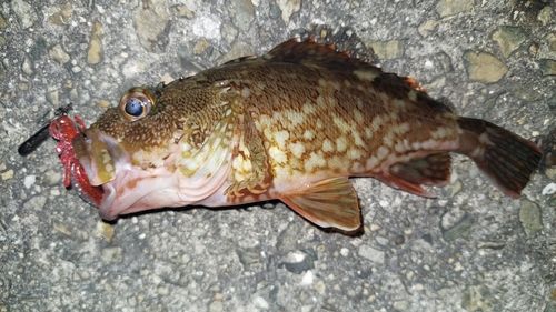 カサゴの釣果