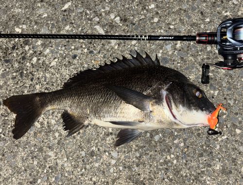 クロダイの釣果
