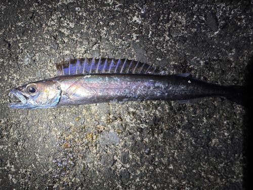 クロシビカマスの釣果