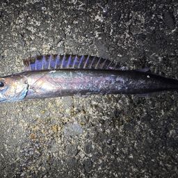 クロシビカマス