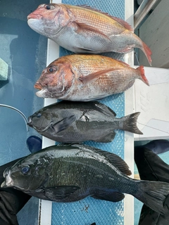 マダイの釣果