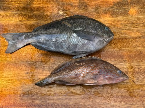 メジナの釣果