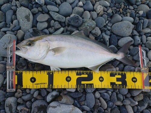ショゴの釣果