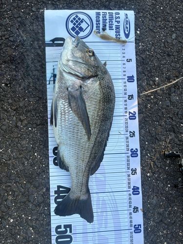 チヌの釣果