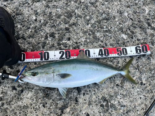 ハマチの釣果