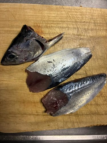 ヒラソウダの釣果