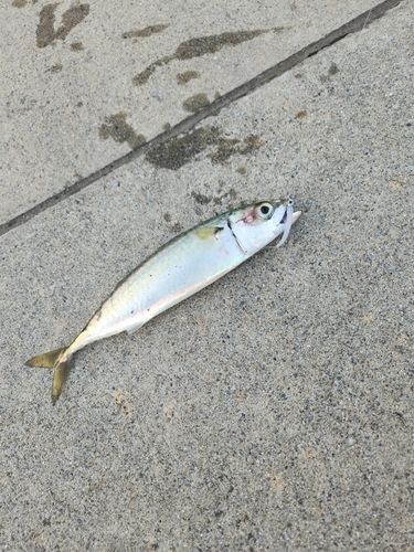 サバの釣果