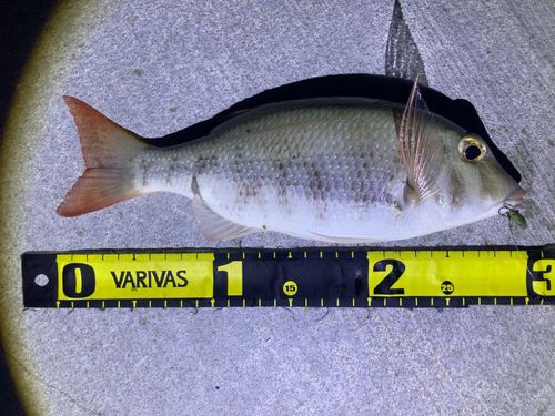 ムルーの釣果