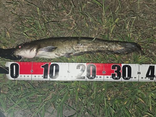 ナマズの釣果