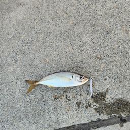 アジ