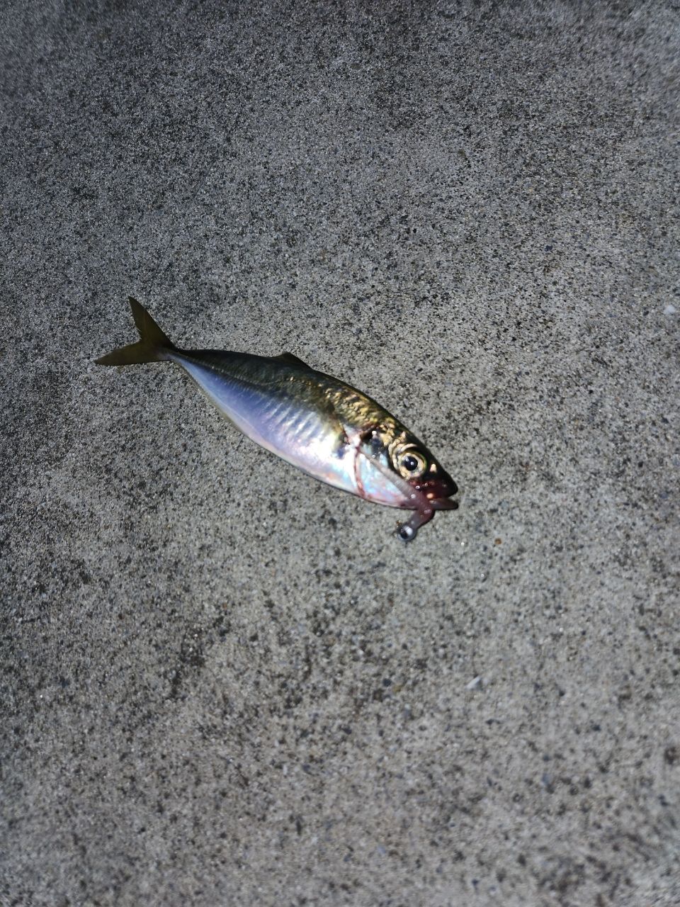 アジ