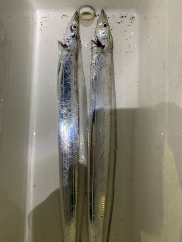 タチウオの釣果