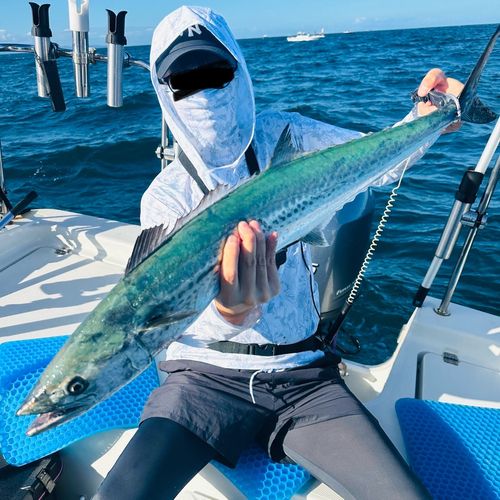 サワラの釣果
