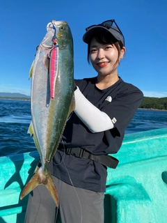 ハマチの釣果