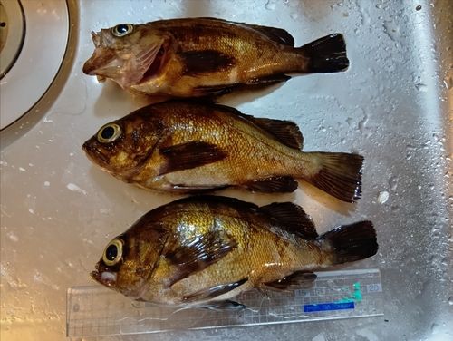 メバルの釣果