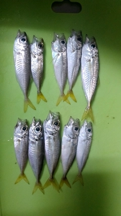 アジの釣果