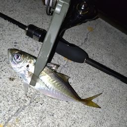 アジ