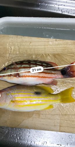 アミメフエダイの釣果