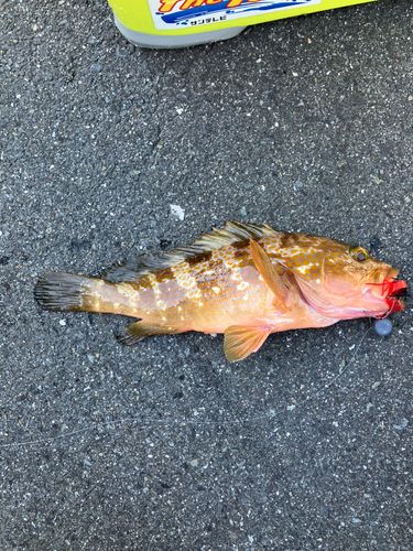 アコウの釣果