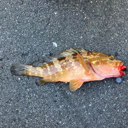 アコウ