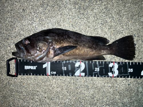 クロソイの釣果