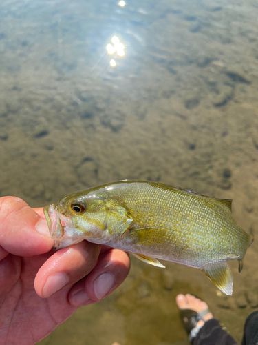 スモールマウスバスの釣果