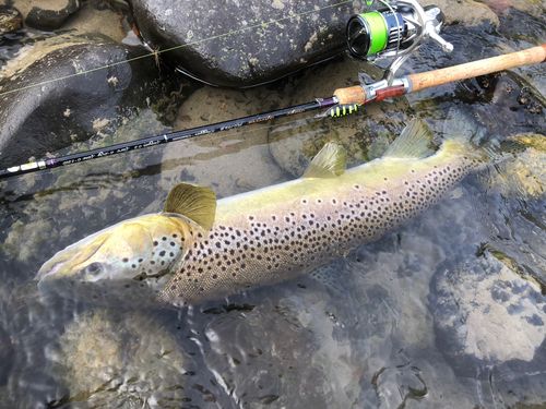 ブラウントラウトの釣果