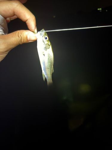 セイゴ（マルスズキ）の釣果