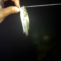 セイゴ(マルスズキ)