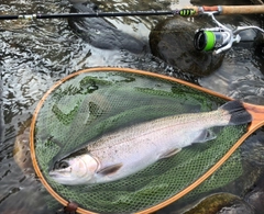 ニジマスの釣果