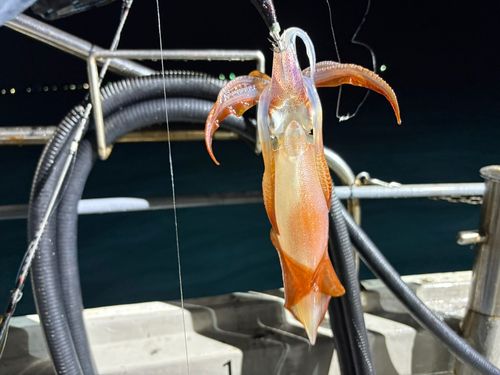 ケンサキイカの釣果