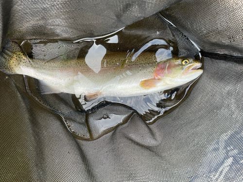 ニジマスの釣果