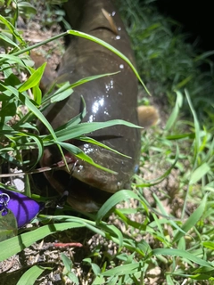 ナマズの釣果