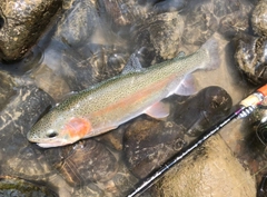 ニジマスの釣果