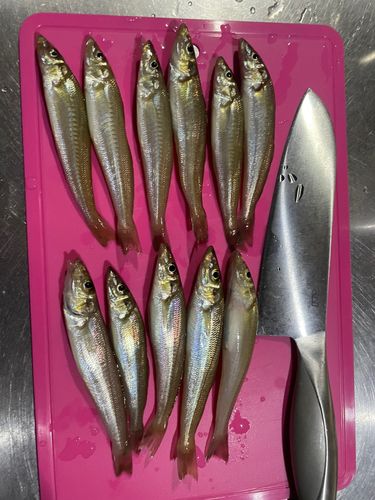 キスの釣果
