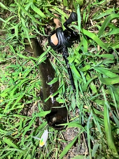 ナマズの釣果