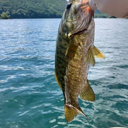 スモールマウスバス