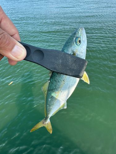 ツバスの釣果