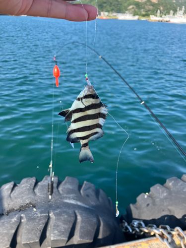 シマダイの釣果