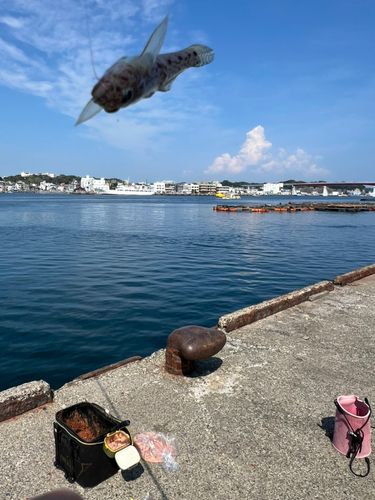ハゼの釣果