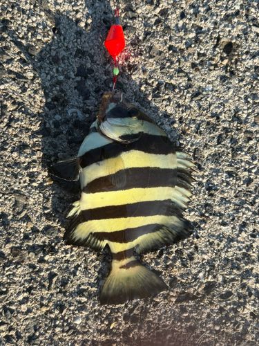 イシダイの釣果