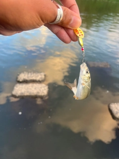 ウグイの釣果