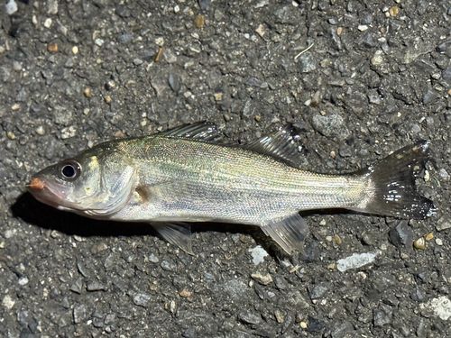 セイゴ（ヒラスズキ）の釣果