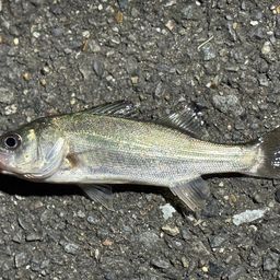 セイゴ（ヒラスズキ）