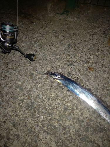 タチウオの釣果